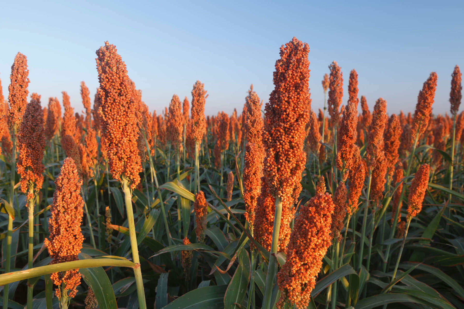 sorgo 1 1