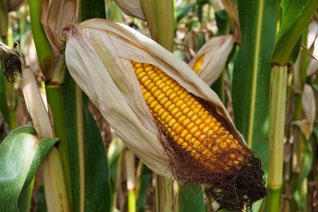 corn 4562084 1280