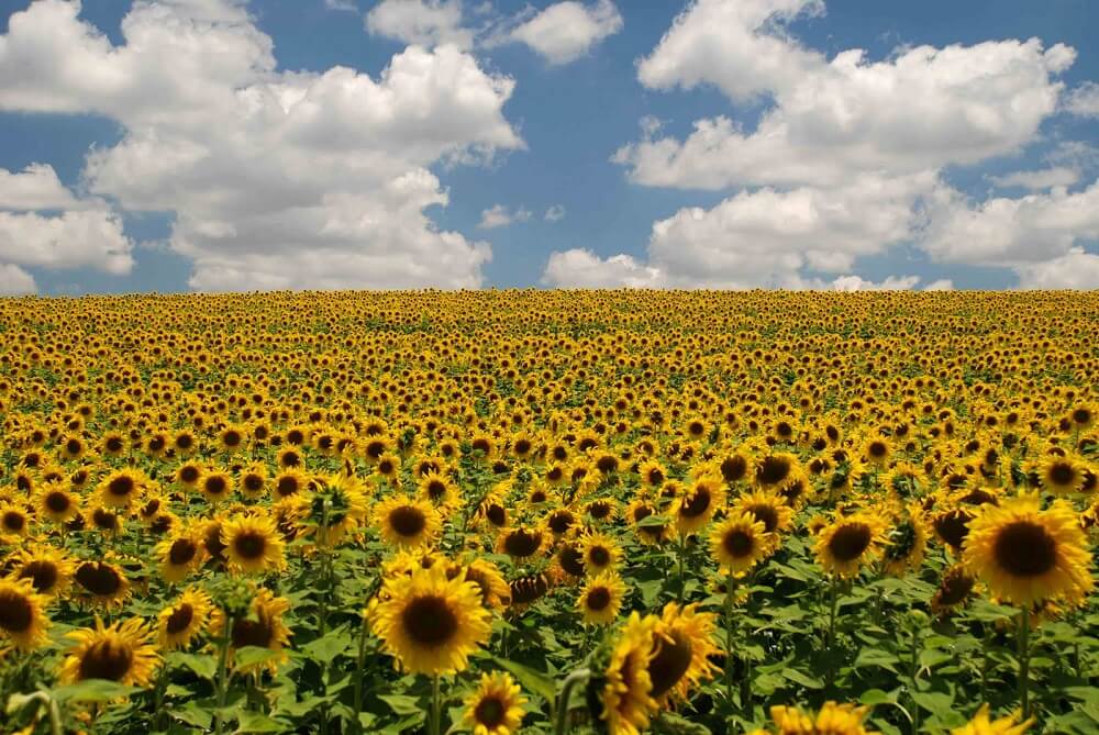 cultivo de girasol (1)