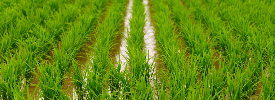 cultivo de arroz (1)