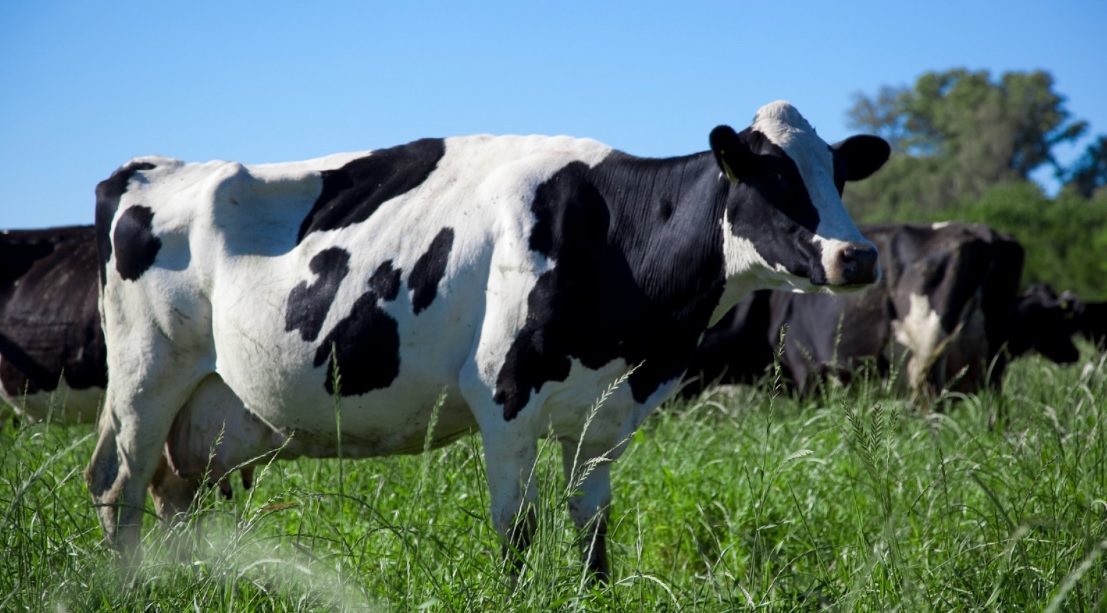 vaca