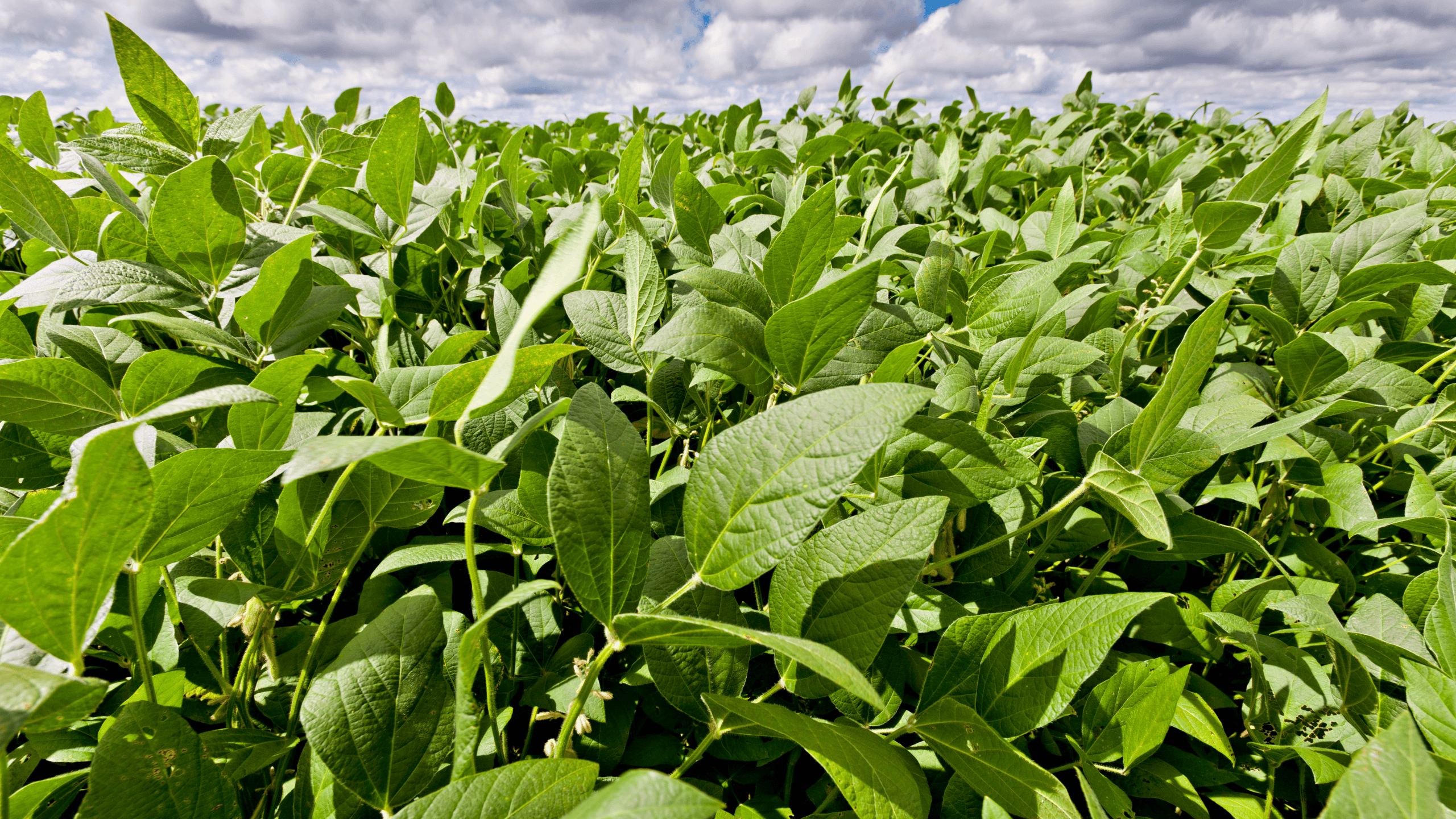 ar header cultivo de soja