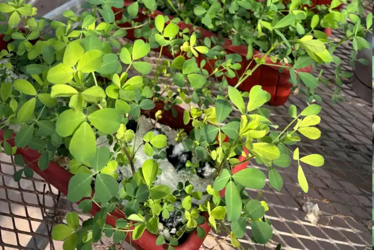 alfalfa2