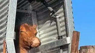bano aspersion garrapata bovina 2