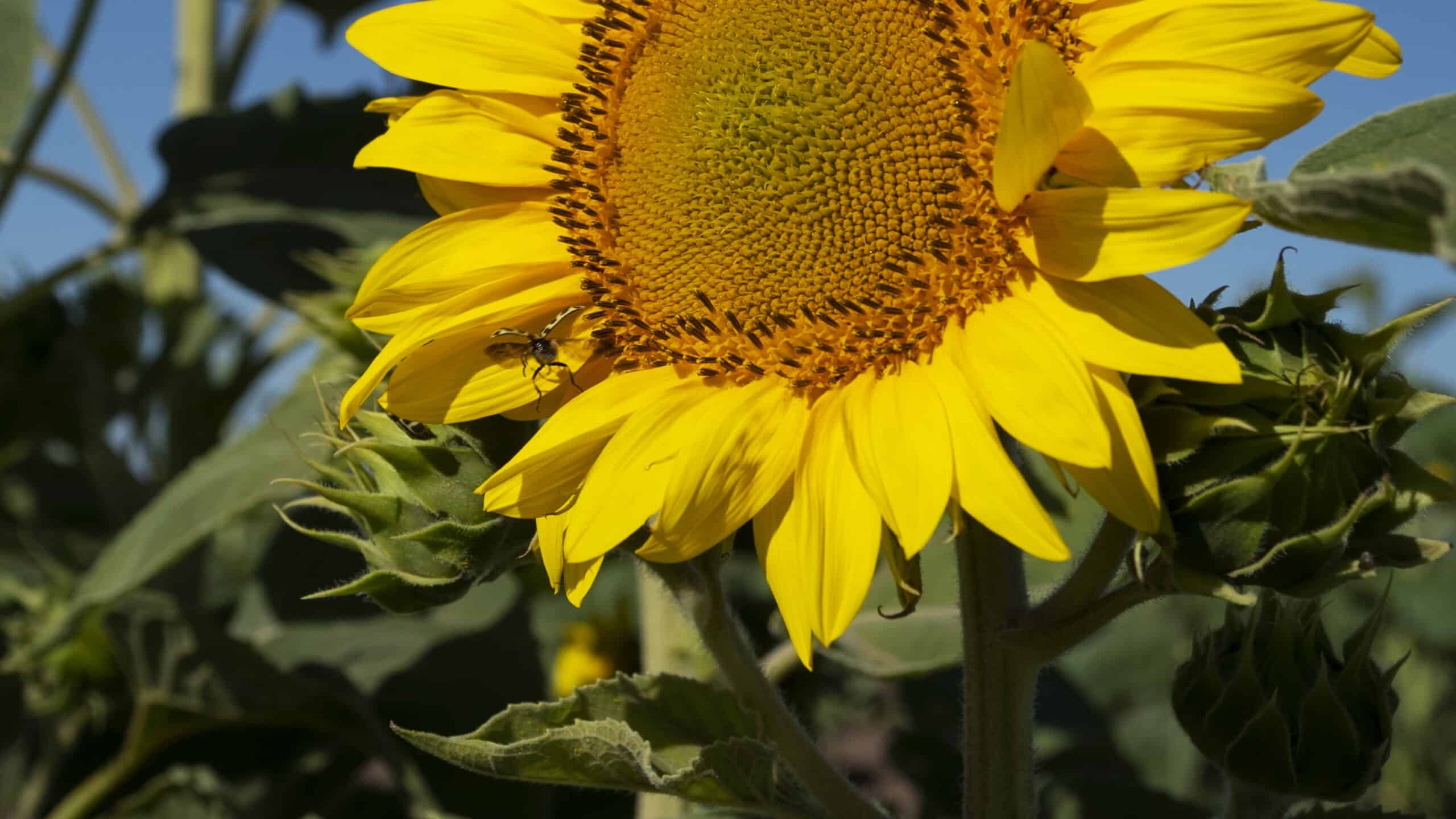 beautiful sunflowers outdoors still life