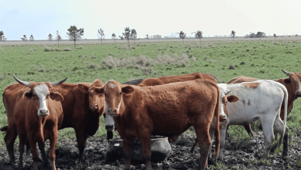 bovino criollo