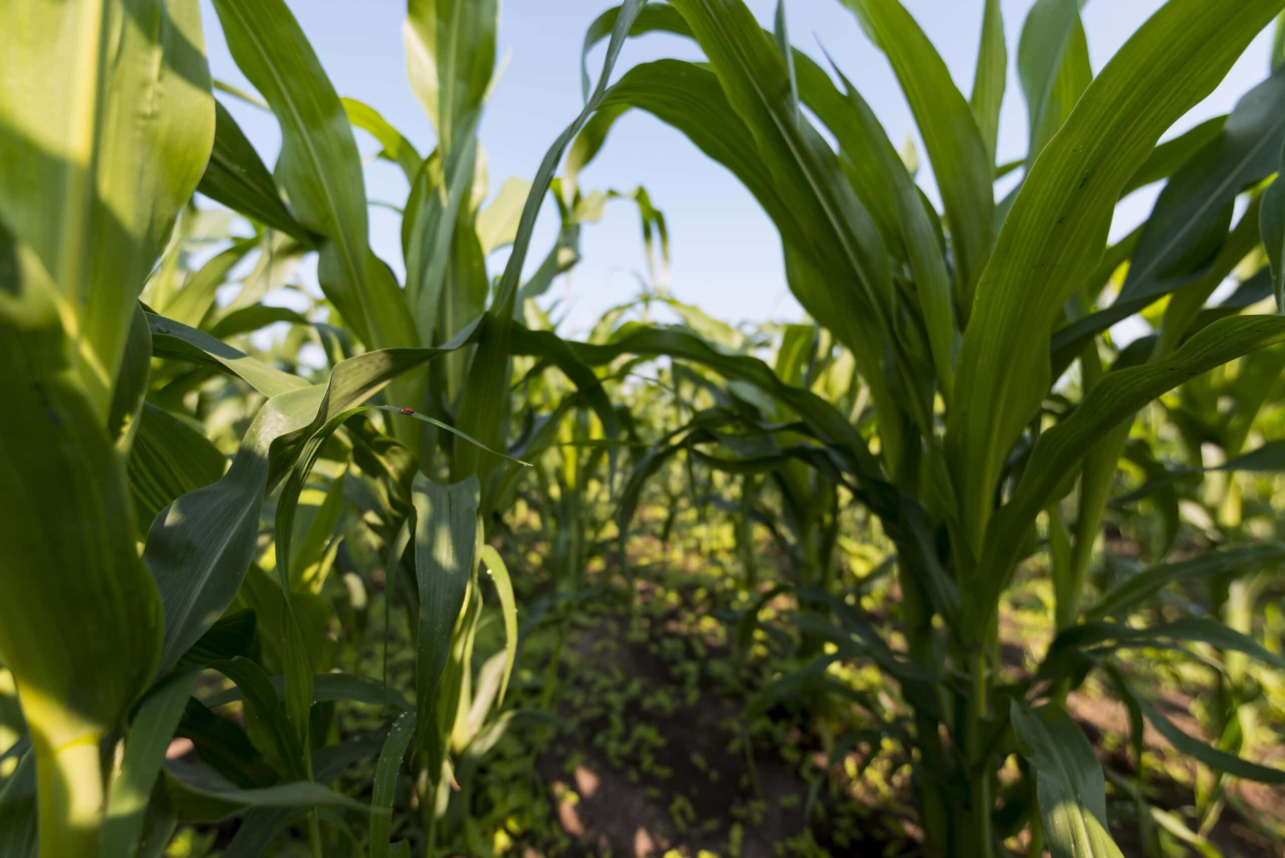 corn field organic farming concept