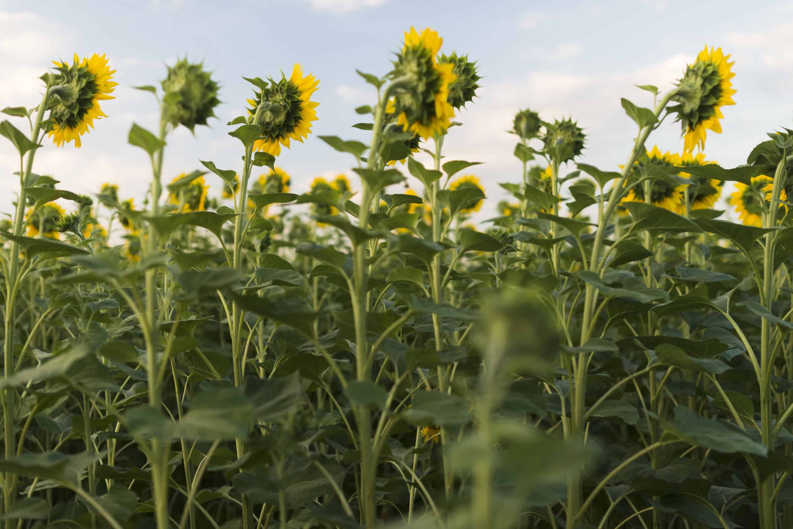 field sunflowers plants with blue sky
