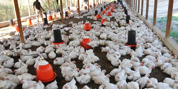 granja avicola pollos 750x375