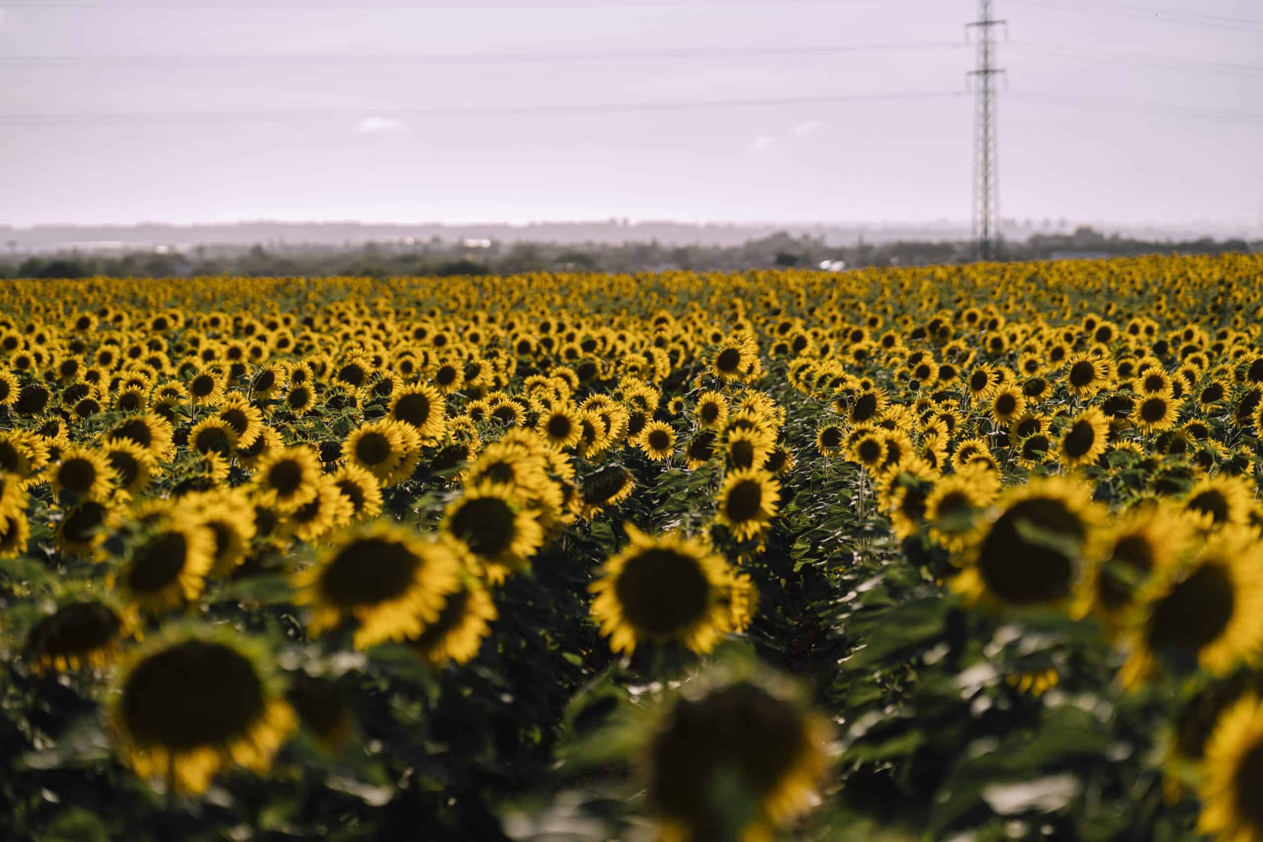 horizontal view of beautiful sunflower fields on a nice day