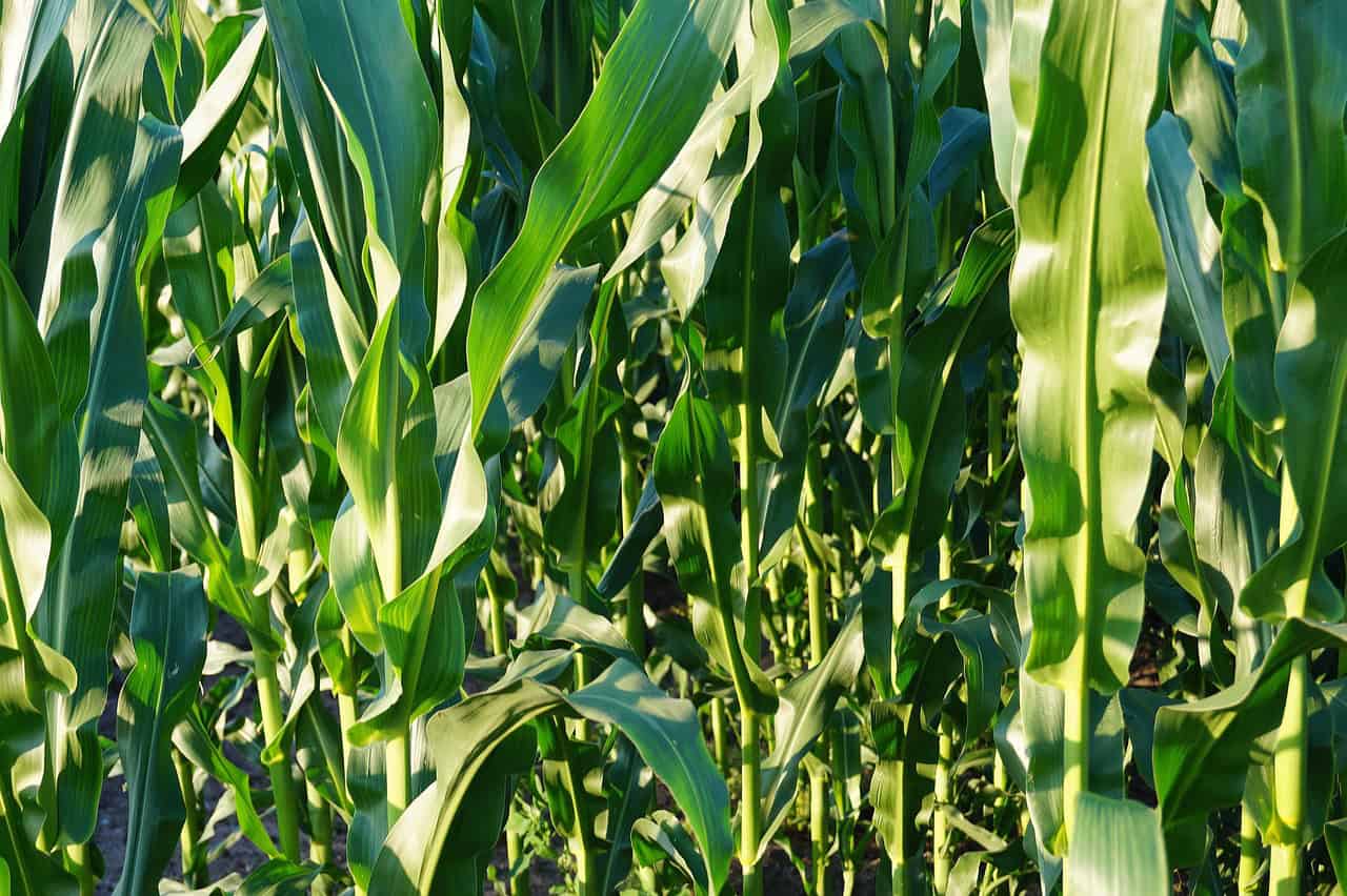mih83 cornfield 855929 1280