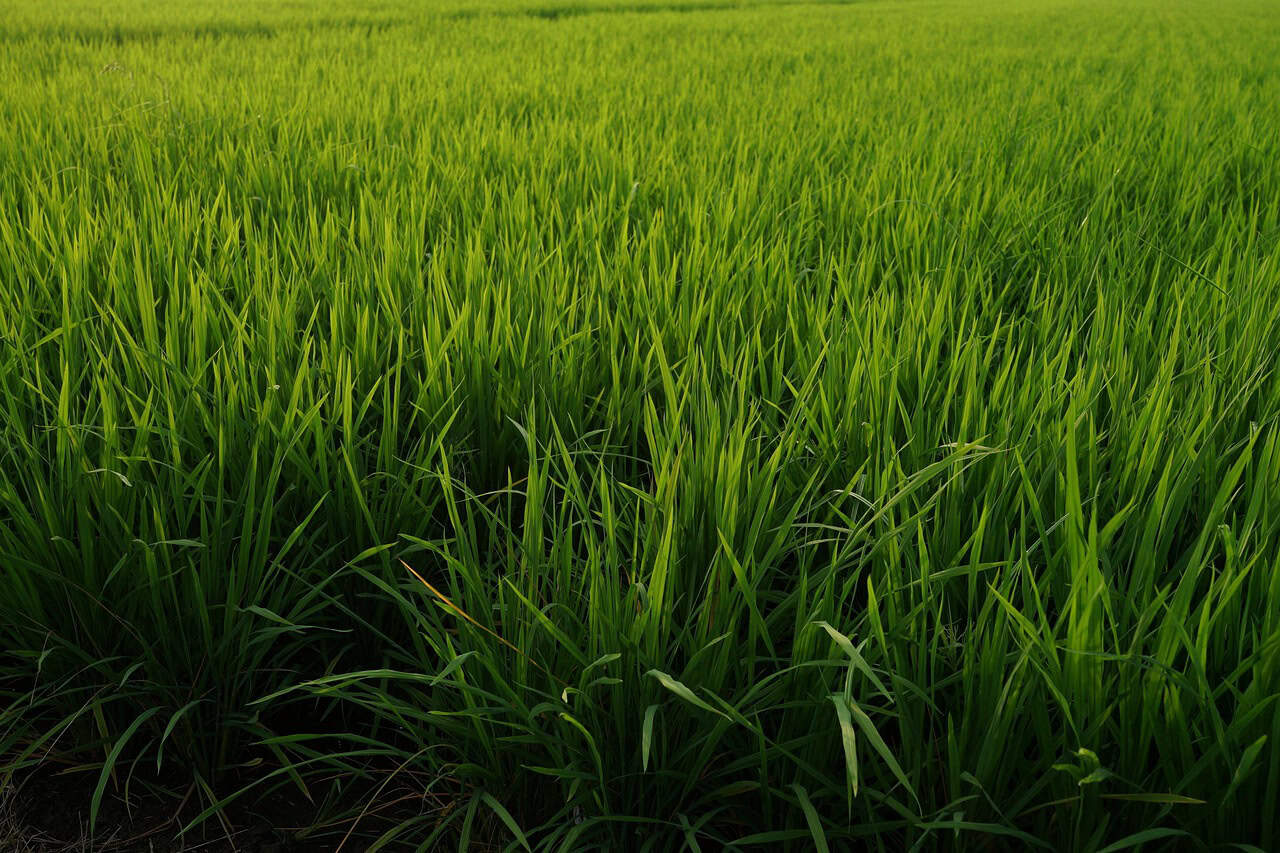 rice fields 2947226 1280