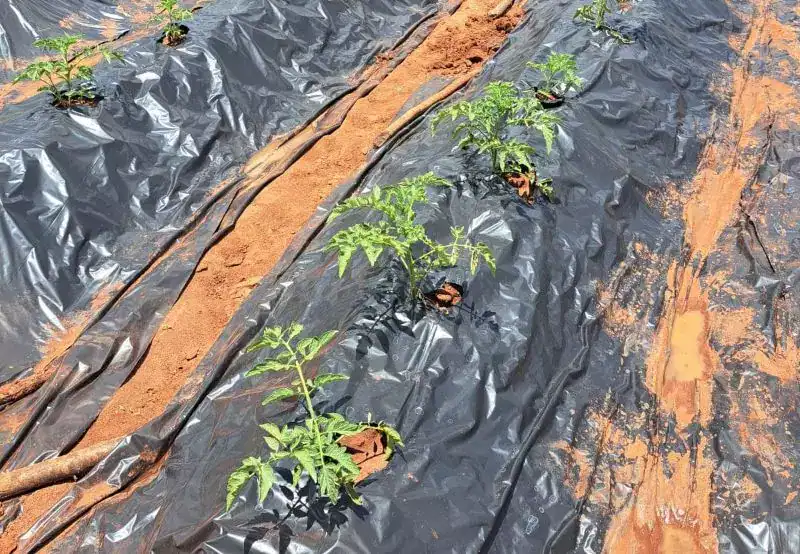 tomate m 1.jpg
