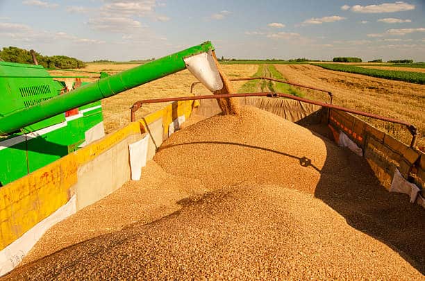 combine harvester harvesting wheat during summer harvest on a sunny day.