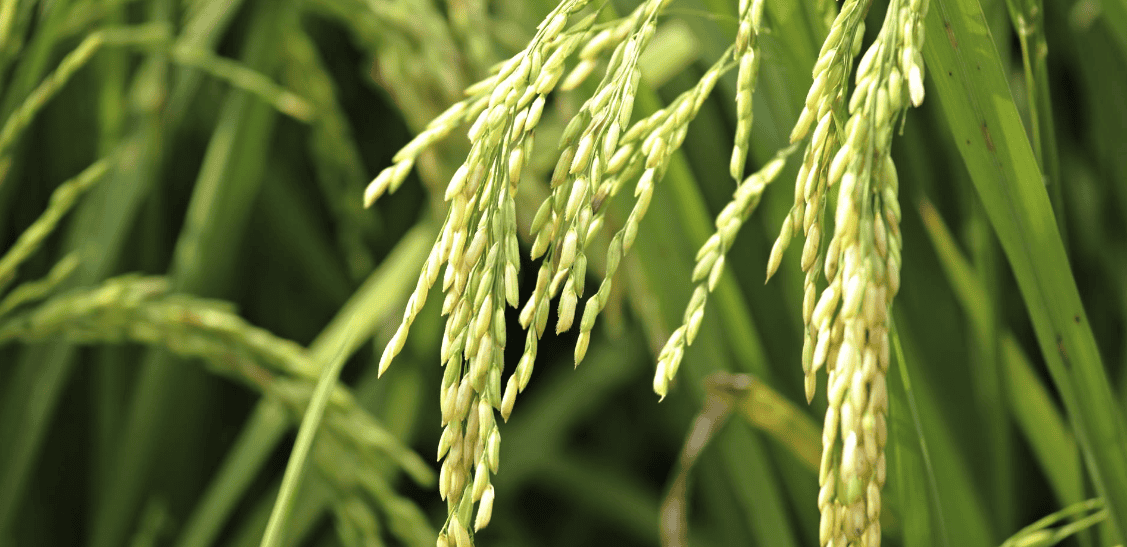 La cosecha de arroz en Entre Ríos avanza con demoras - Injerta | Comunicación y difusión agropecuaria de Entre Ríos