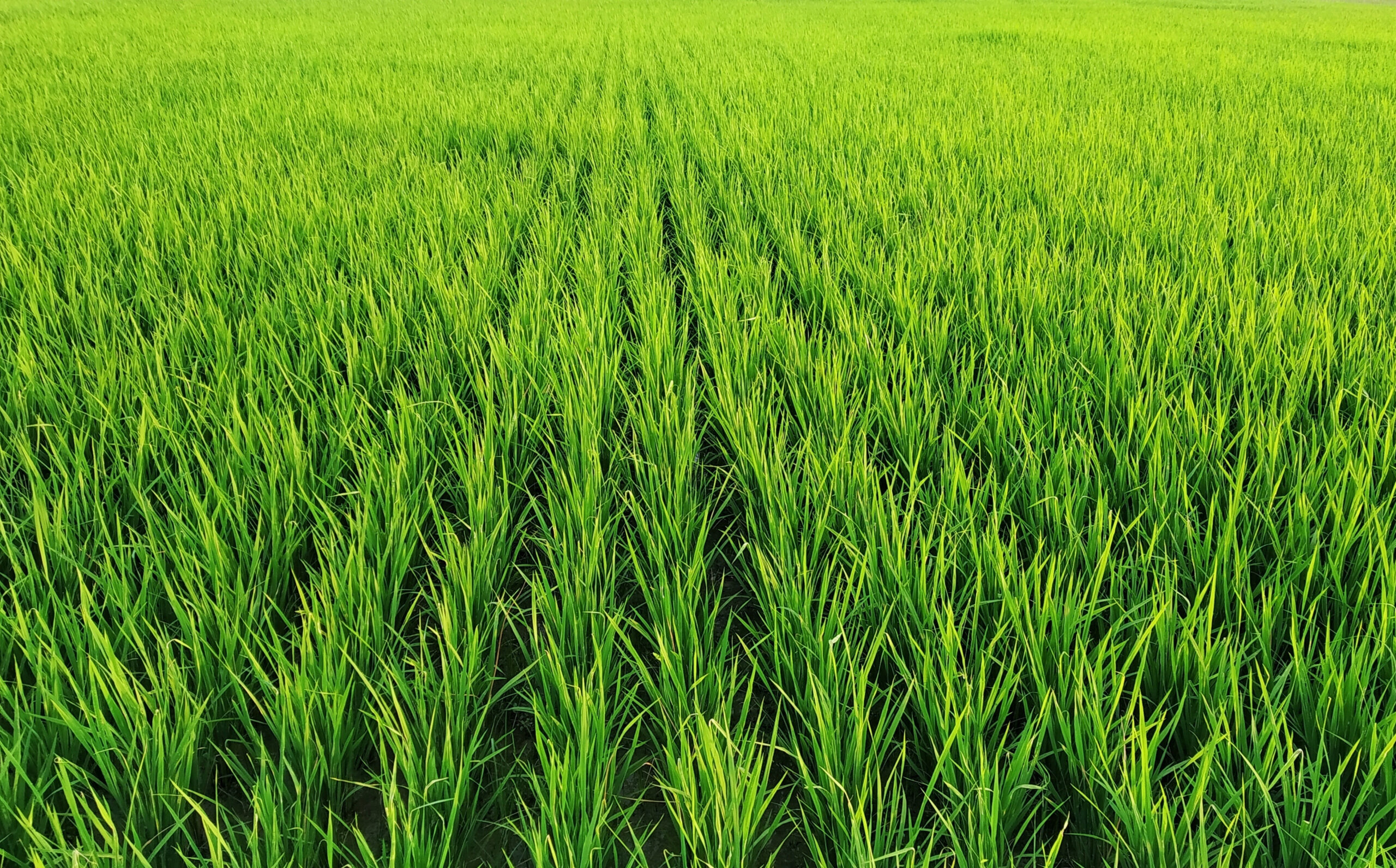 Arroz en Entre Ríos: cae 19% la superficie y crece la dependencia del riego por pozos - Injerta | Comunicación y difusión agropecuaria de Entre Ríos
